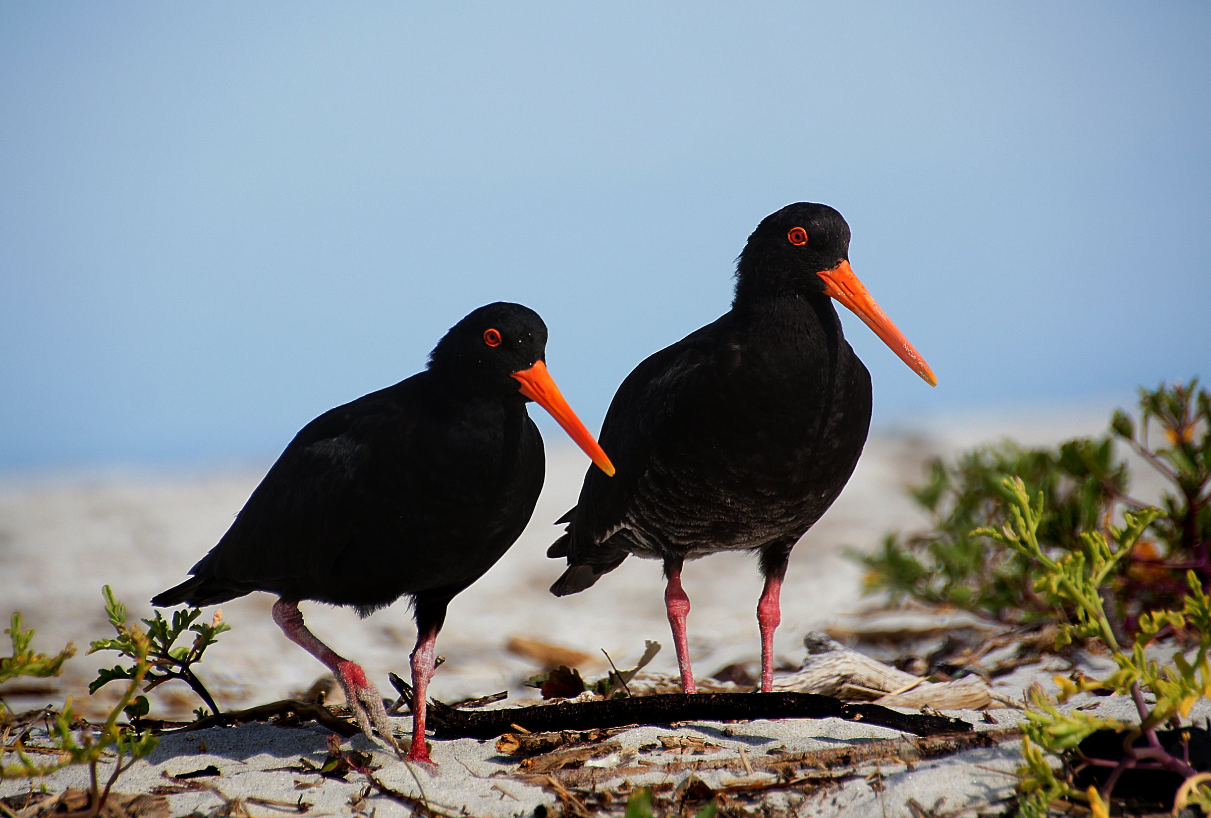 The Variable Oystercatcher