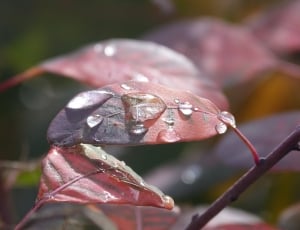 Leaves, Dew, Drop Of Water, Drip, Macro, close-up, day thumbnail