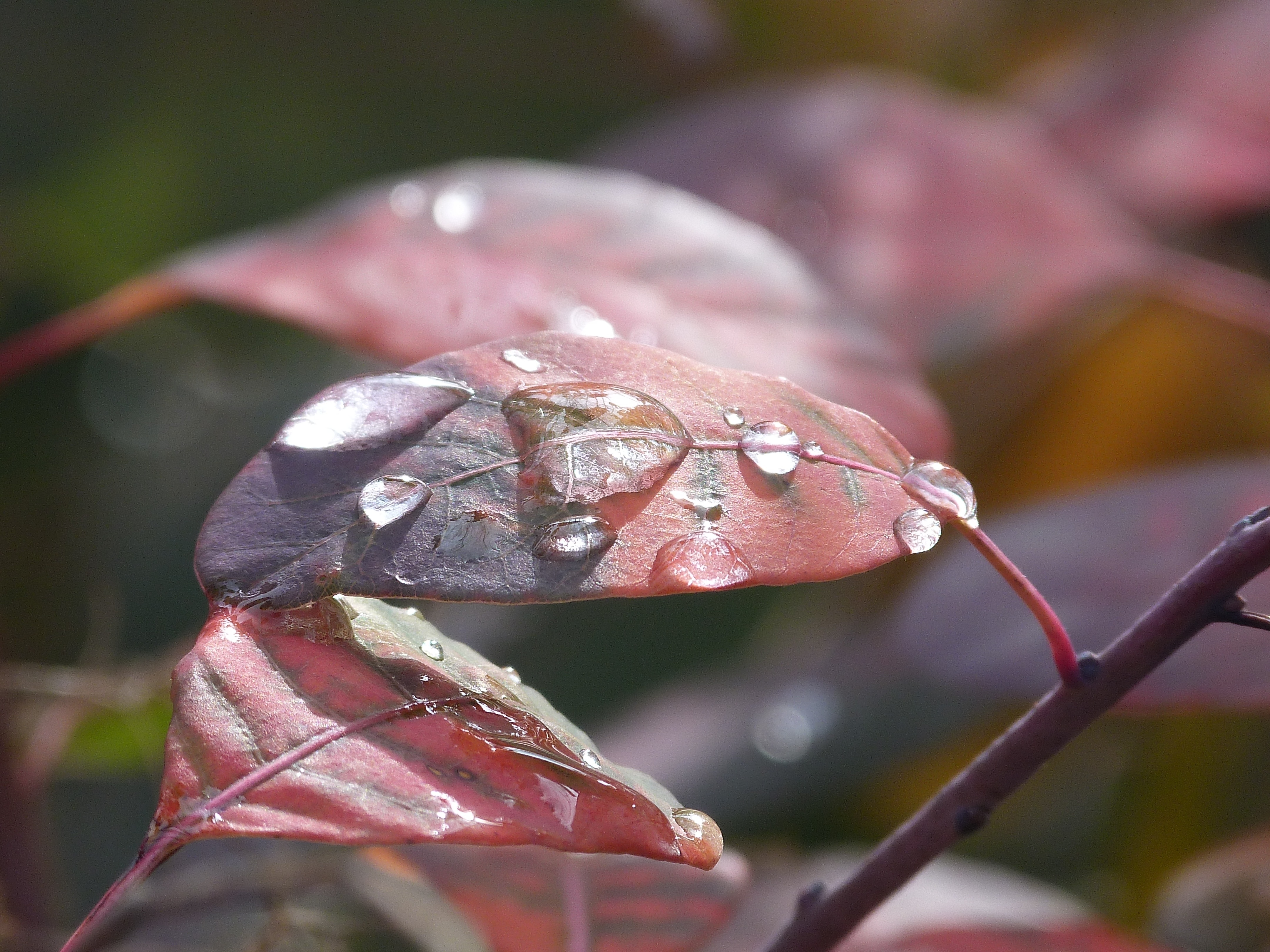 Leaves, Dew, Drop Of Water, Drip, Macro, close-up, day