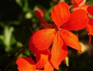 selective focus photography of red 5-petaled flowers with stigma thumbnail