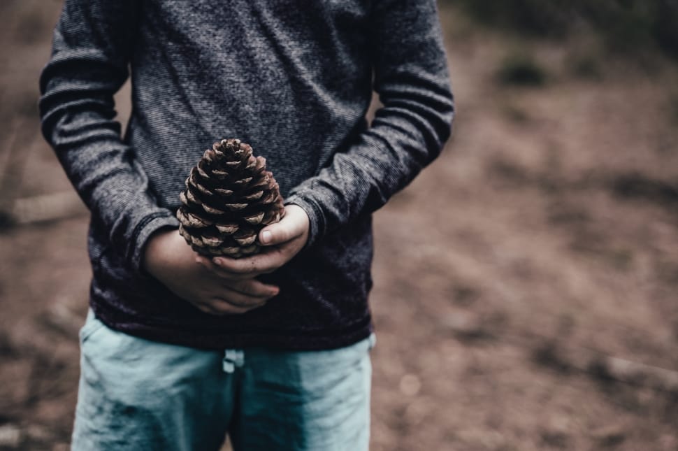 person holding a pine cone preview