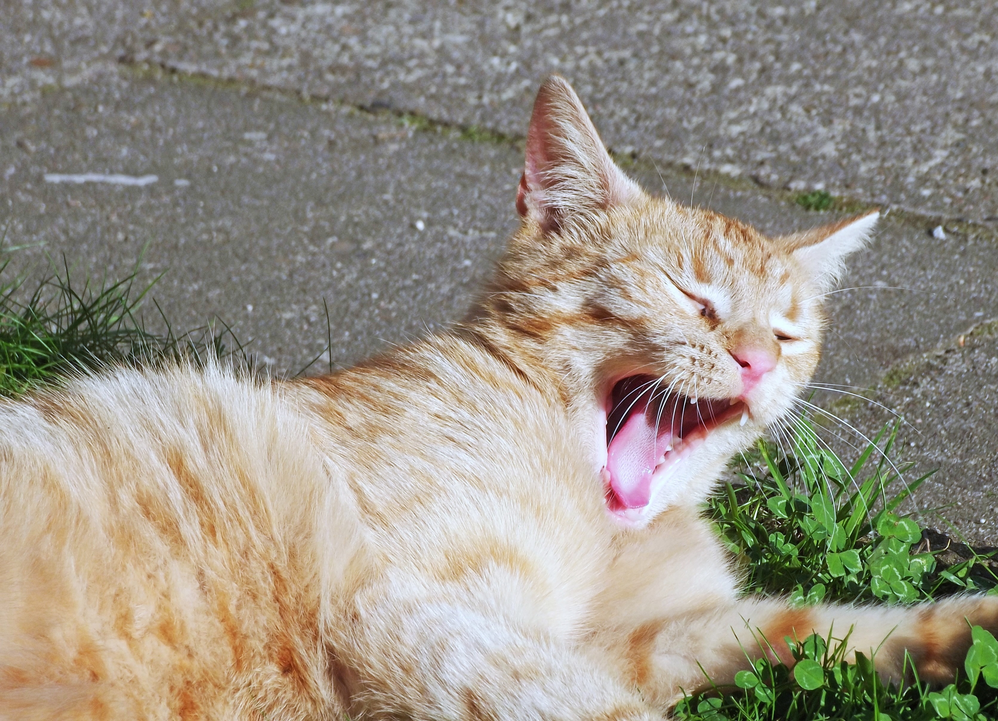 brown tabby cat