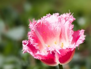 pink and white clustered petal flower thumbnail