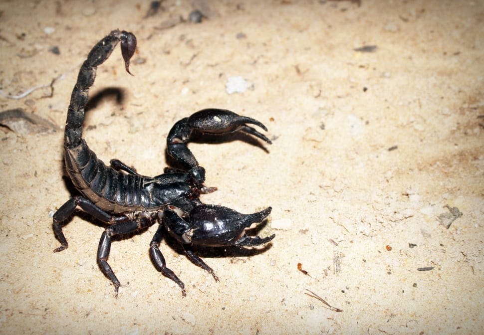 black scorpion preview