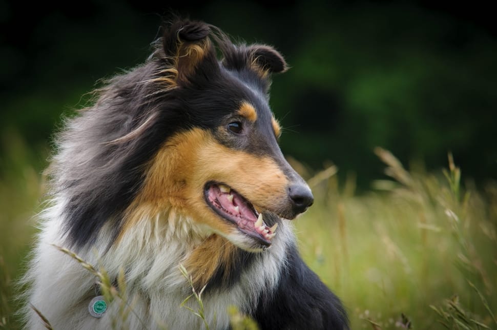 close up photo of white black and tan sheetland sheepdog during daytime preview
