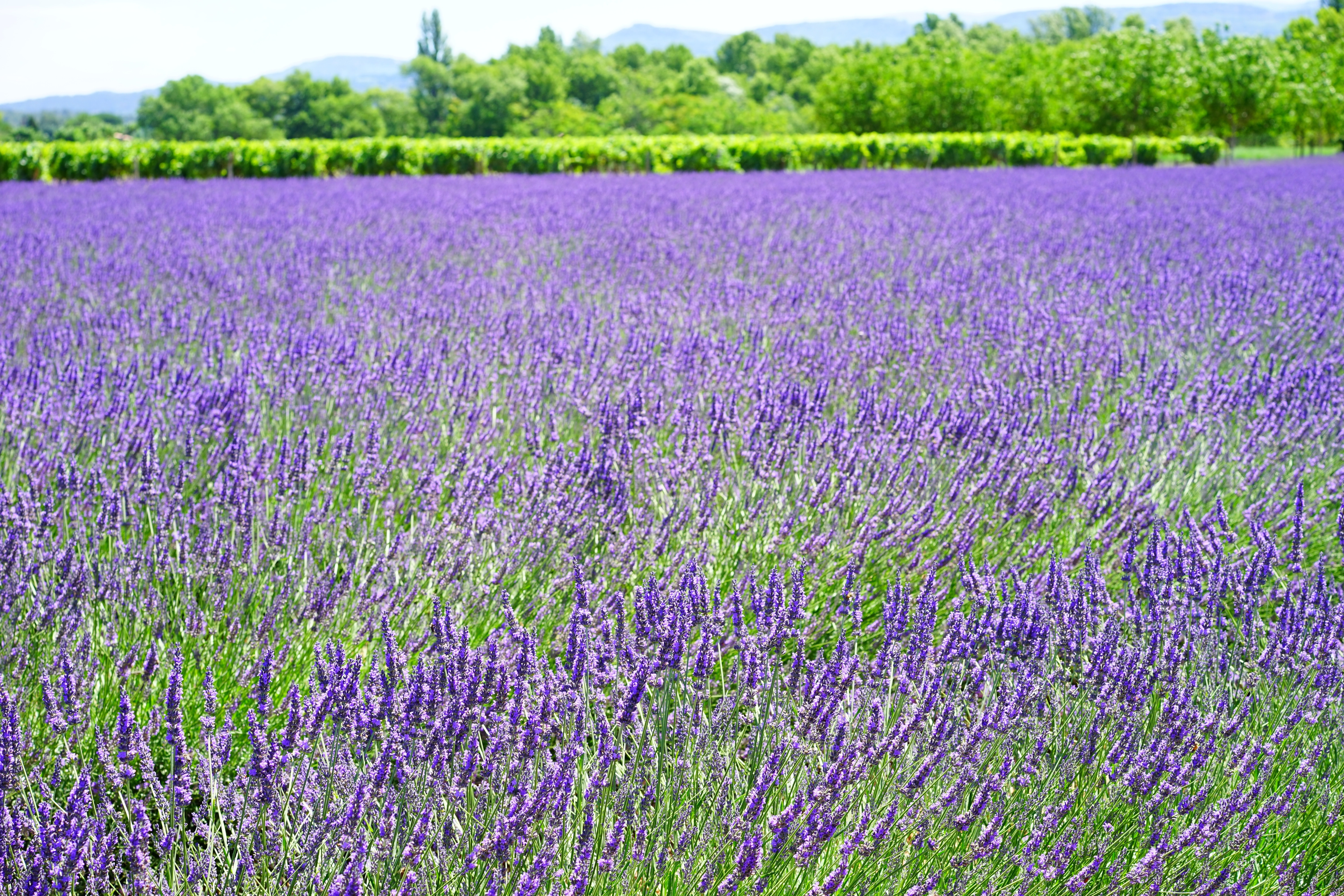 tuft of lavender