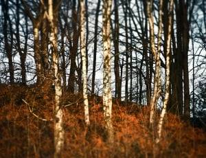 bare trees outdoors under gray and white sunny cloudy sky during daytime thumbnail