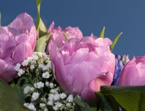 pink and white flower interior thumbnail