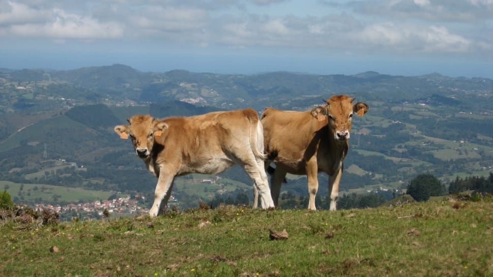 2 brown cow on green grass preview