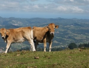 2 brown cow on green grass thumbnail