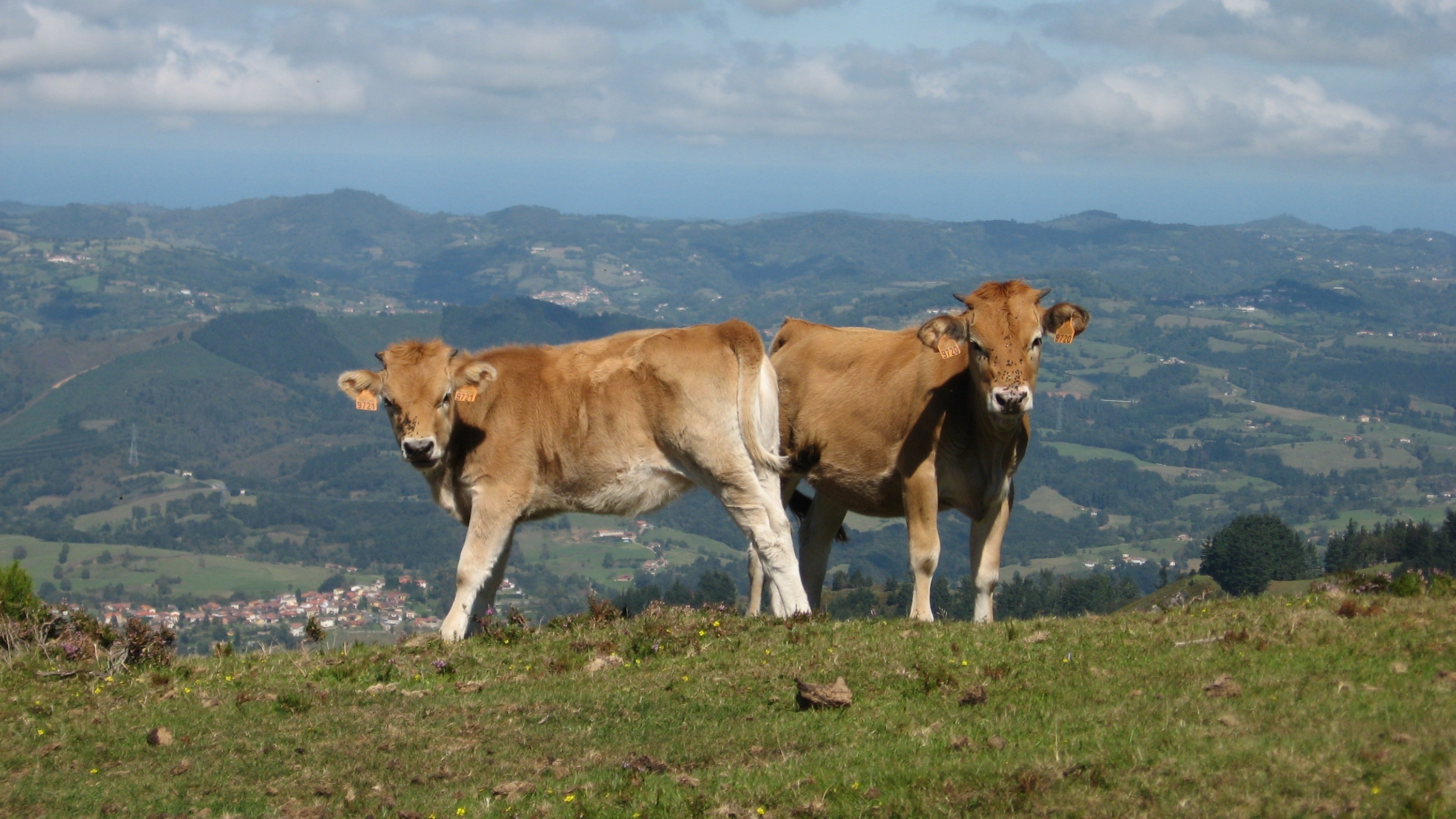 2 brown cow on green grass