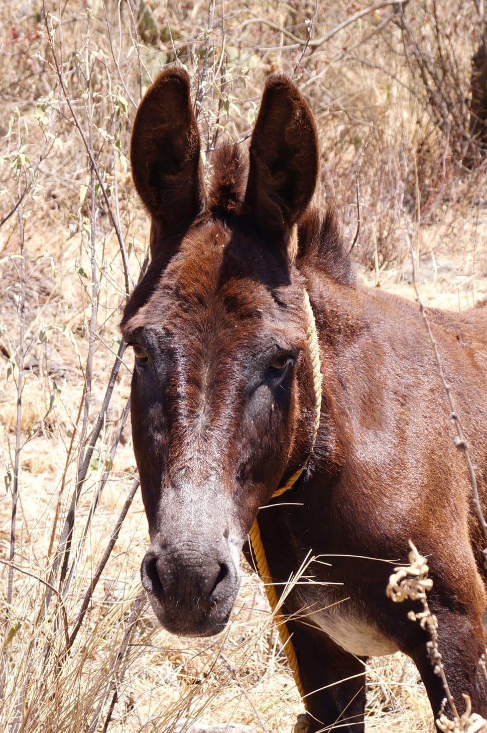 brown coated donkey preview