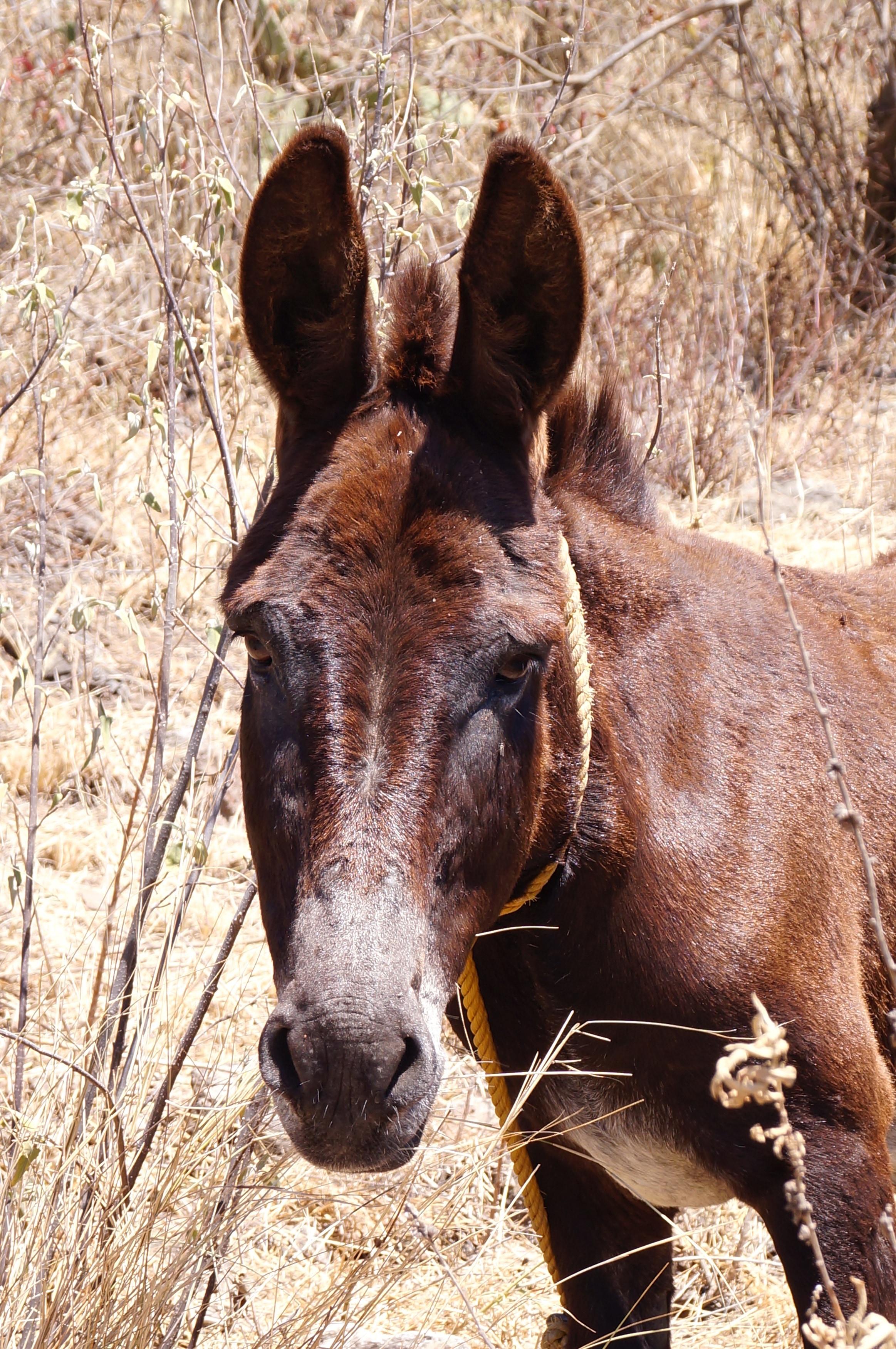 brown coated donkey
