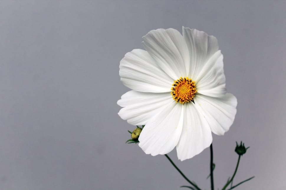 white 7 petals flower preview