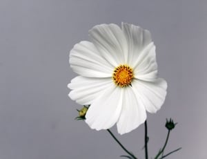 white 7 petals flower thumbnail