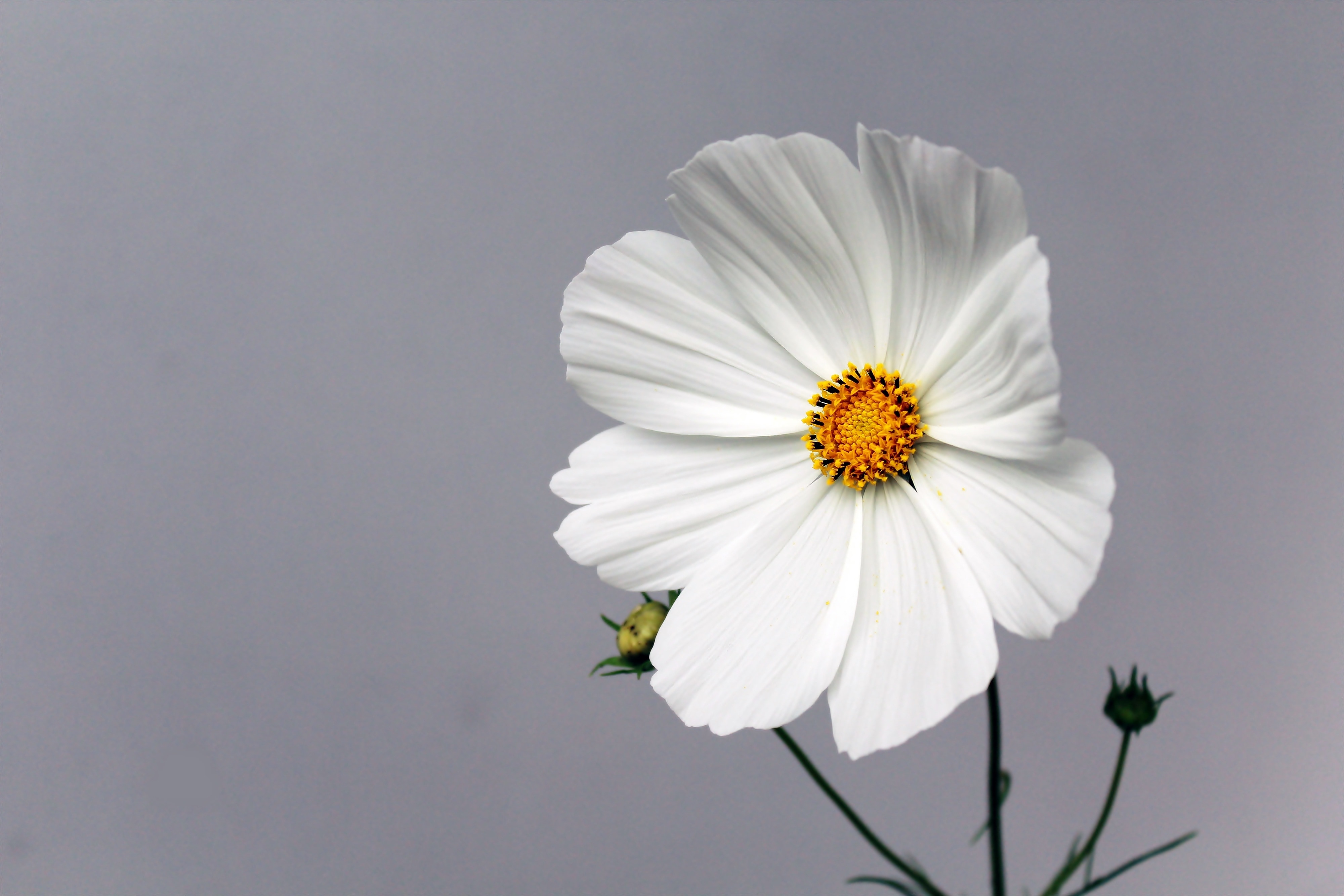 white 7 petals flower