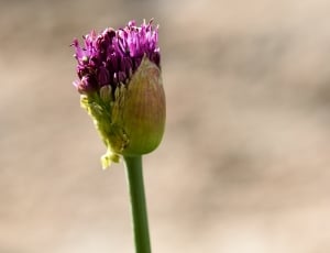 close up photo green and purple petaled flower during day time thumbnail
