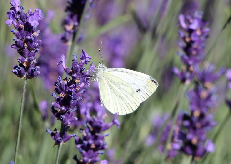 white butterfly and purple lavender plant preview