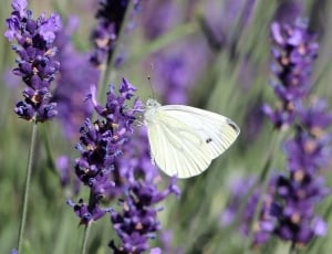 white butterfly and purple lavender plant thumbnail