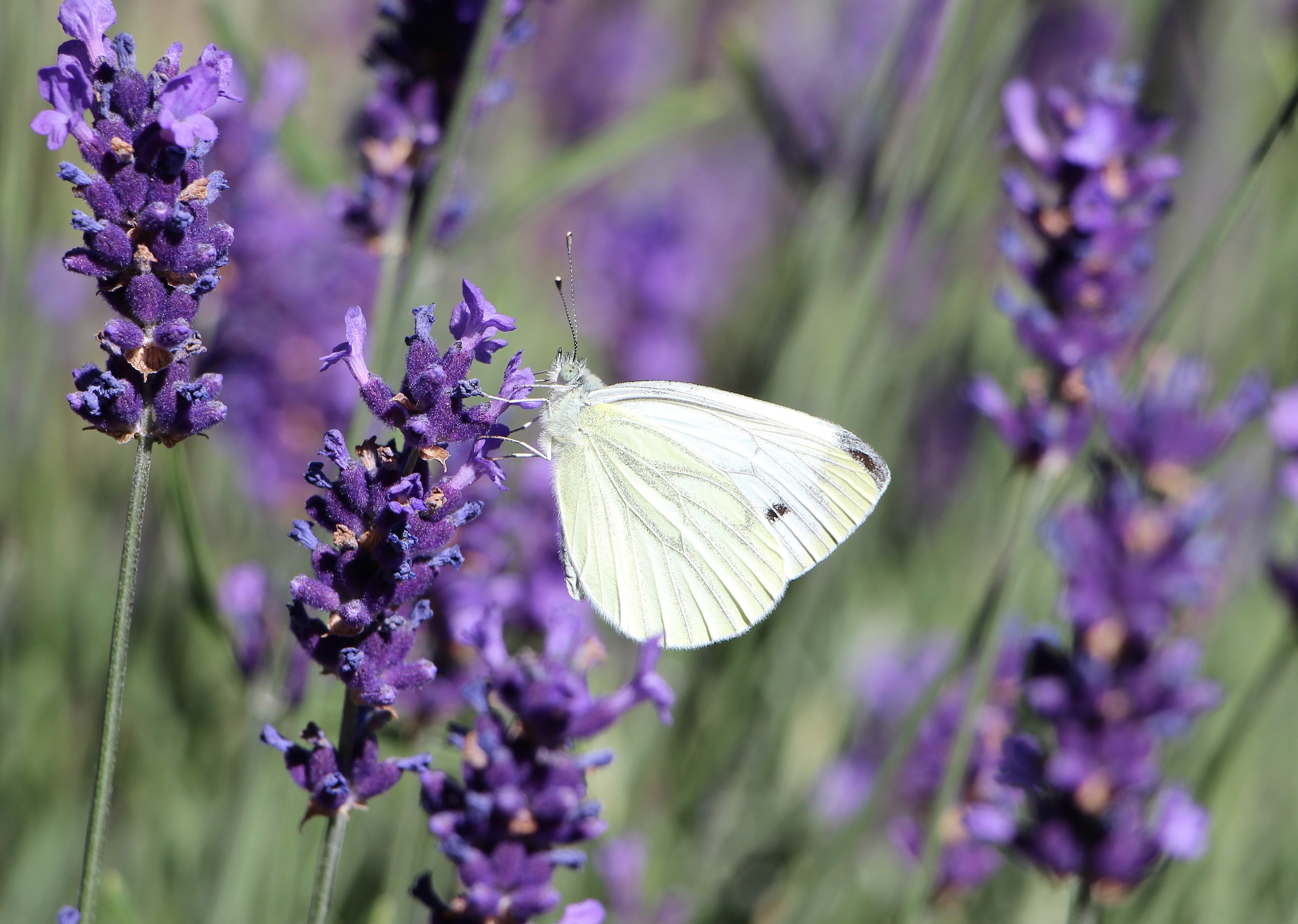 white butterfly and purple lavender plant