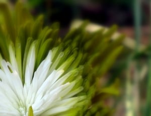 white Petal flower thumbnail