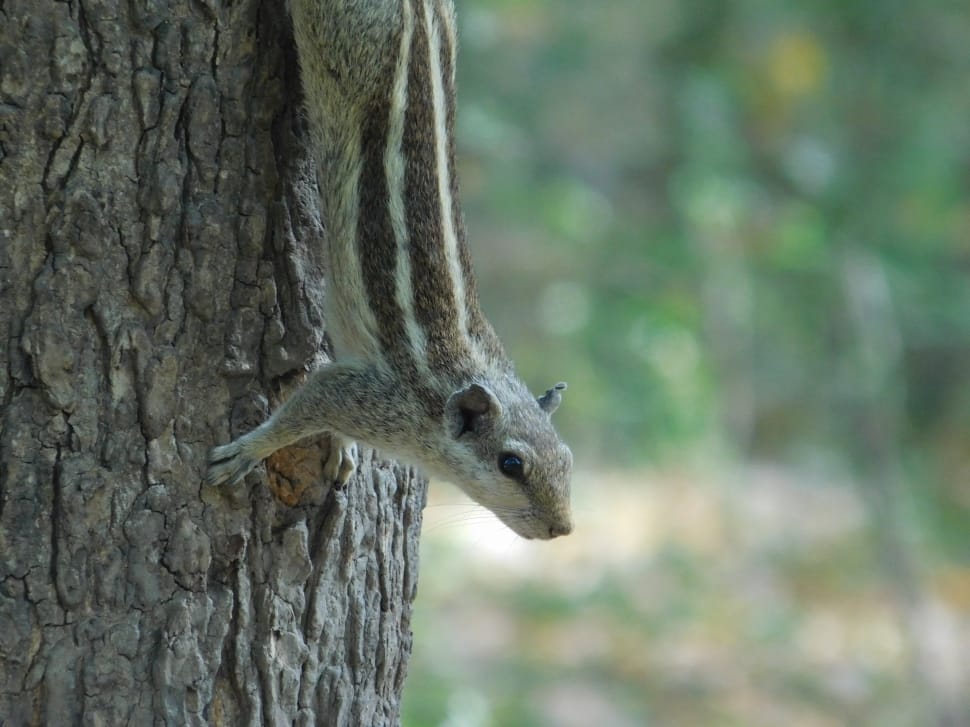 brown and gray squirrel on tree preview