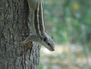 brown and gray squirrel on tree thumbnail