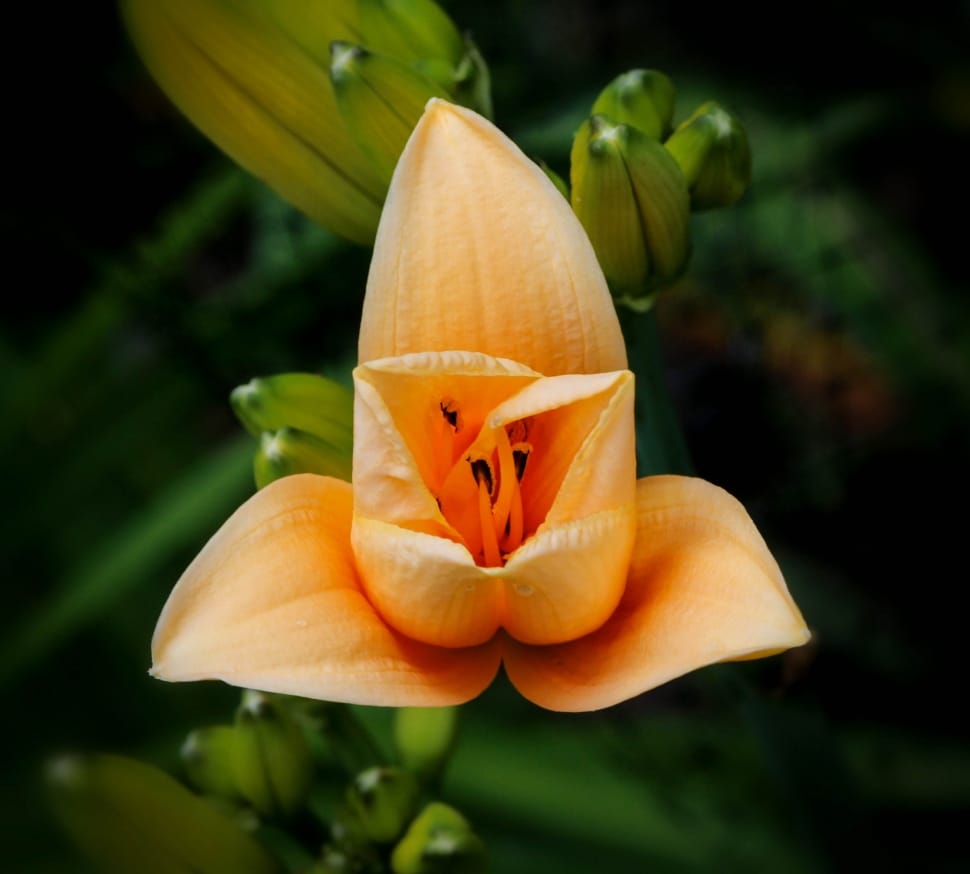 orange lily preview