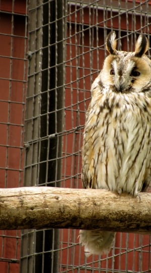 white and brown feathered Owl thumbnail
