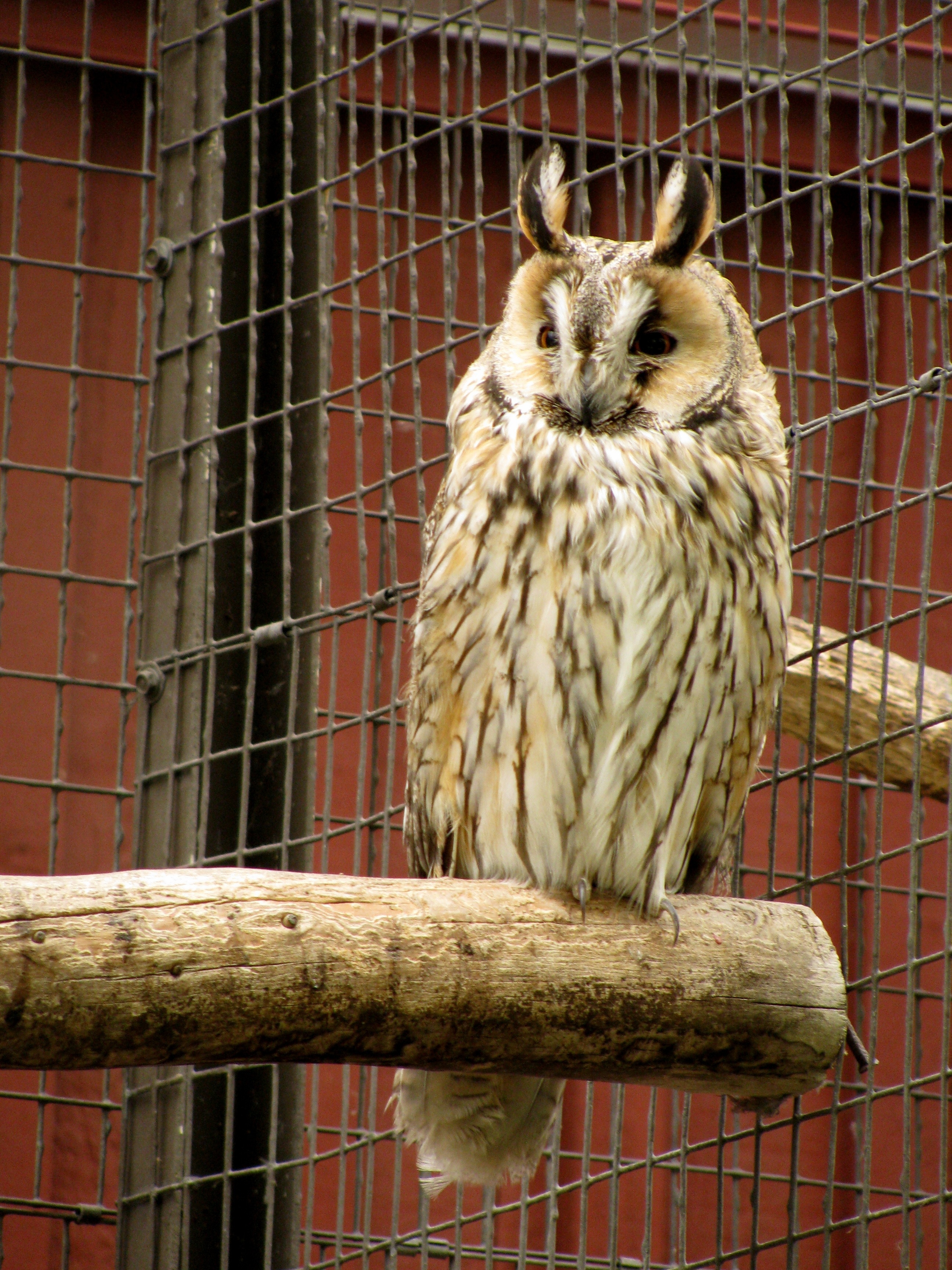 white and brown feathered Owl