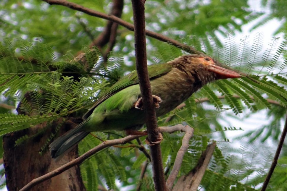 Large Green Barbet, Brown-Headed Barbet, one animal, tree preview