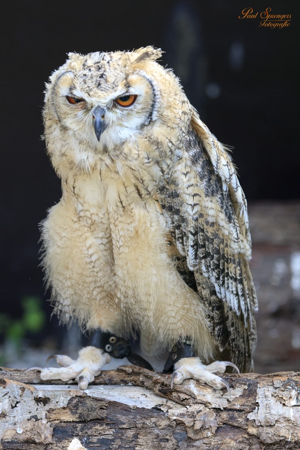 photograpg of brown owl on three trunk preview