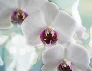 Orchids, White, Flower, Nature, Tropical, flower, petal thumbnail
