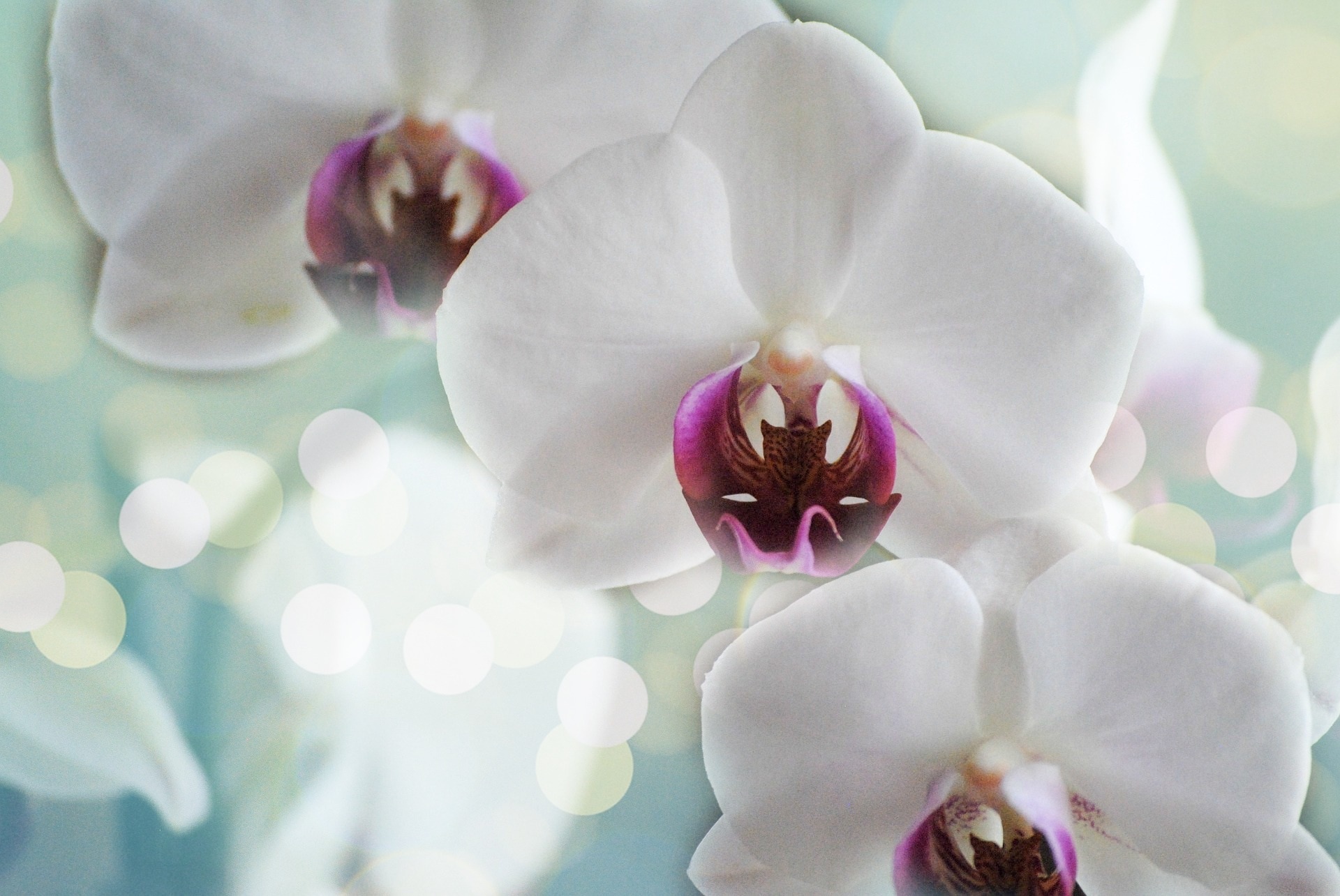 Orchids, White, Flower, Nature, Tropical, flower, petal