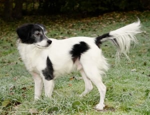 white and black long coated dog thumbnail