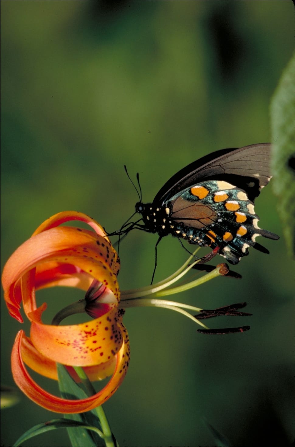 Insect, Pipevine Swallowtail Butterfly, insect, animals in the wild preview