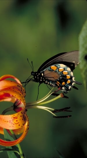 Insect, Pipevine Swallowtail Butterfly, insect, animals in the wild thumbnail