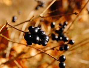 blackberries fruit thumbnail