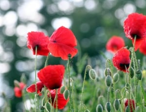 red poppies thumbnail