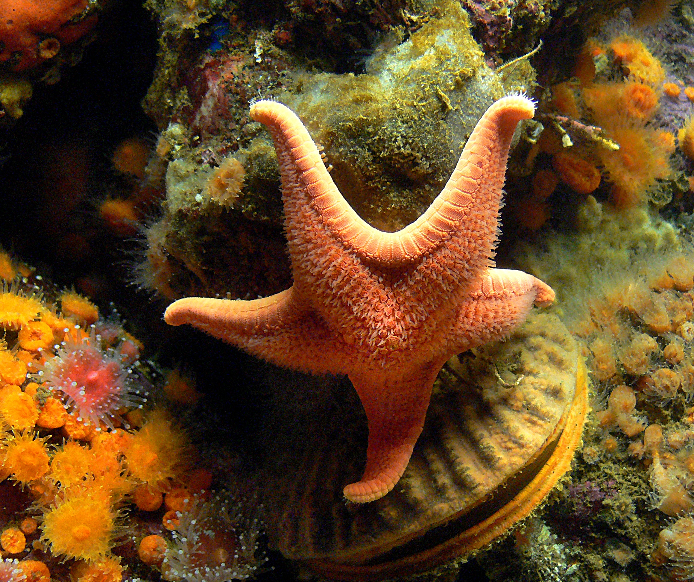 Star Fish, Monterey Aquarium, sea star