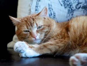 orange tabby cat sleeping on floor thumbnail