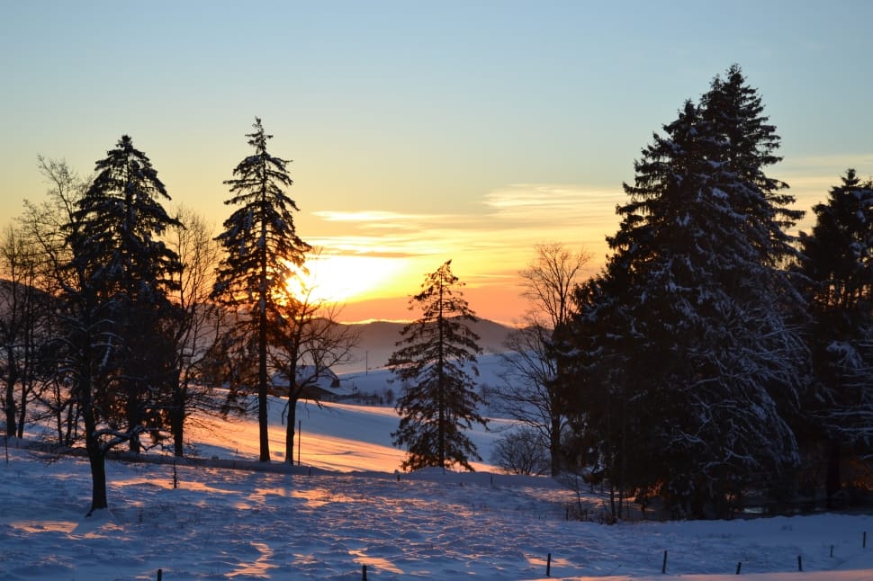 snow covered pine trees during sunset preview
