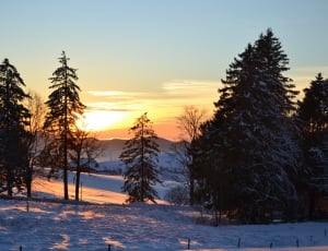 snow covered pine trees during sunset thumbnail