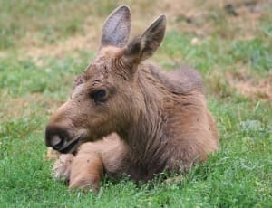 brown llama lying on green grass thumbnail
