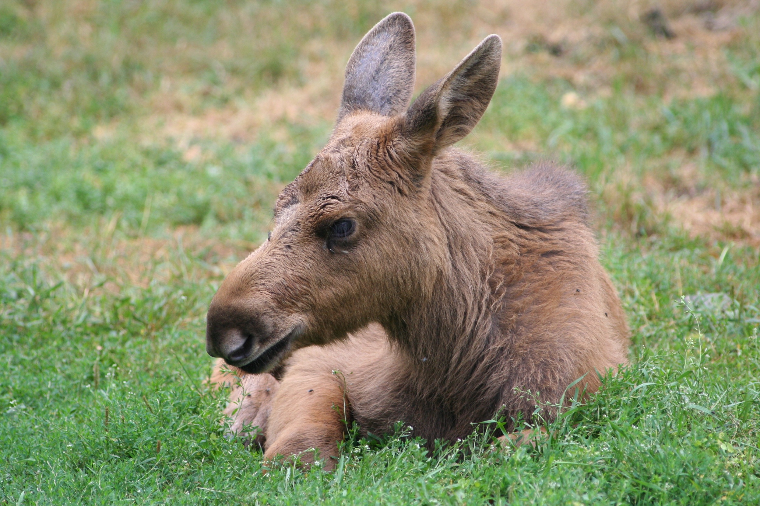 brown llama lying on green grass