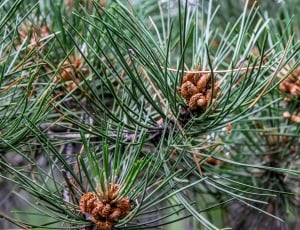 Pine, Alder, Tree, Nature, Forest, pine tree, green color thumbnail
