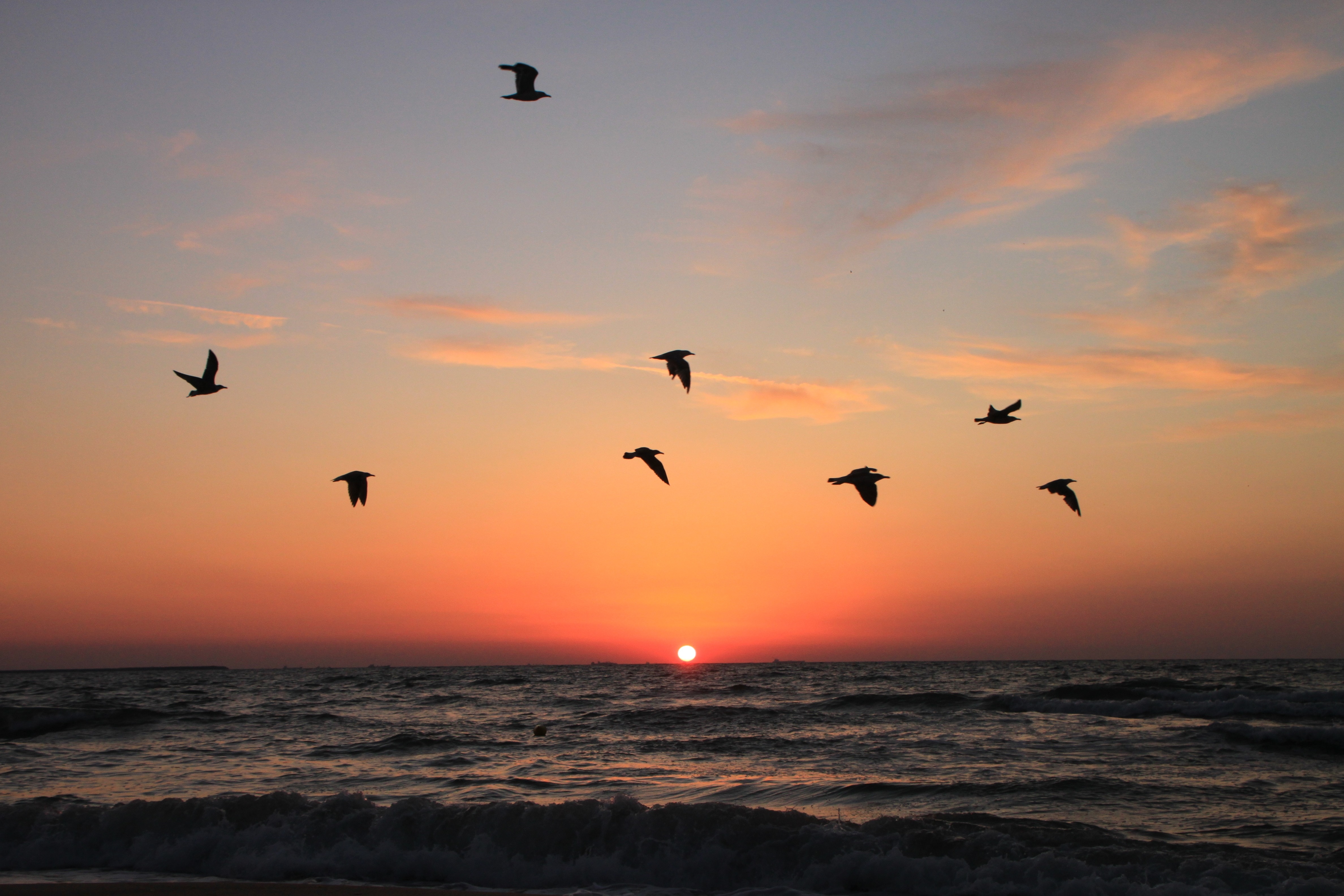 eight black birds flying during sunset