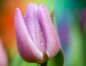 pink tulip  flower thumbnail