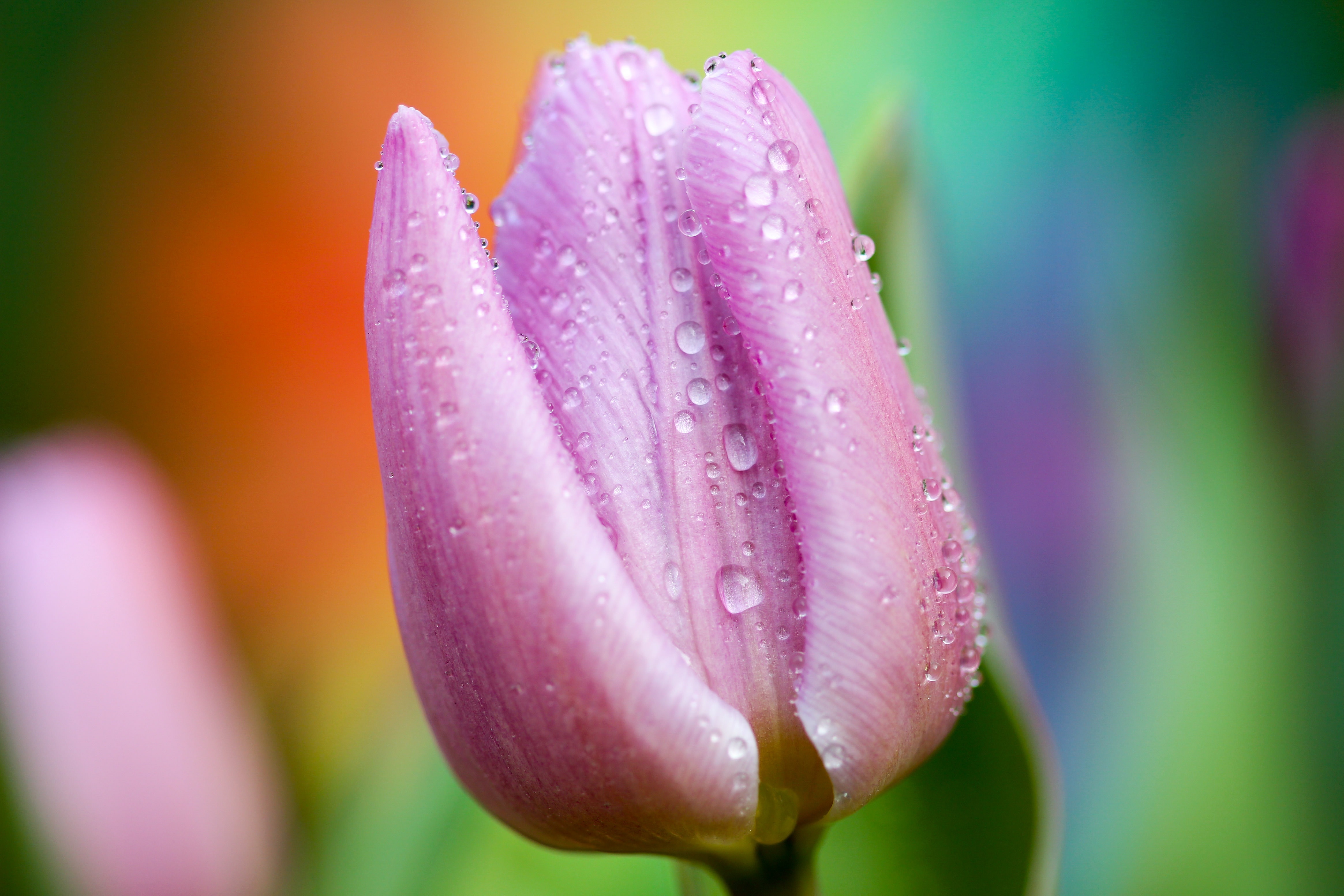 pink tulip  flower