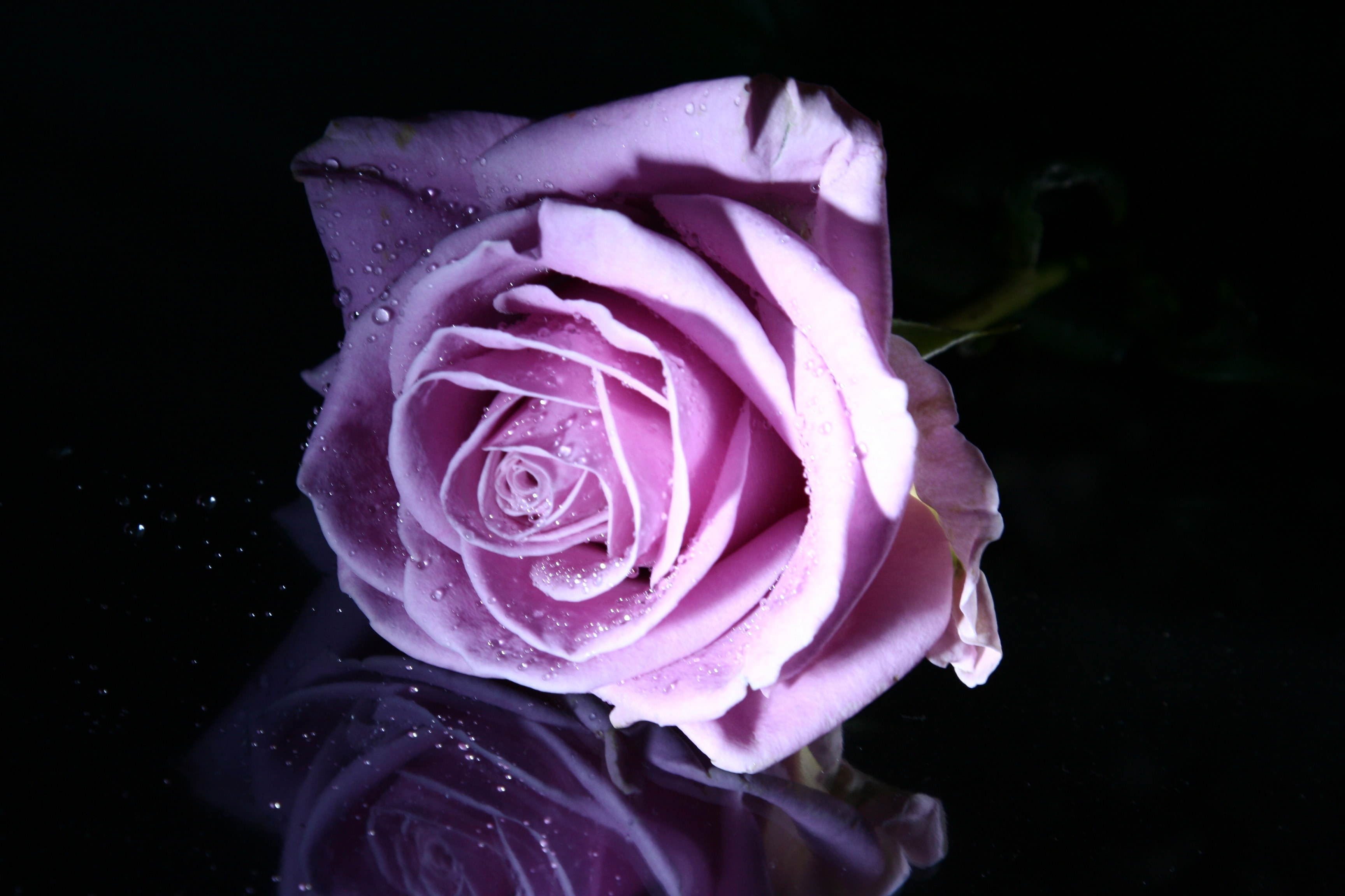 purple rose close up photo